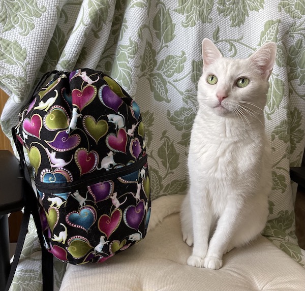 white cat with large knitting project bag